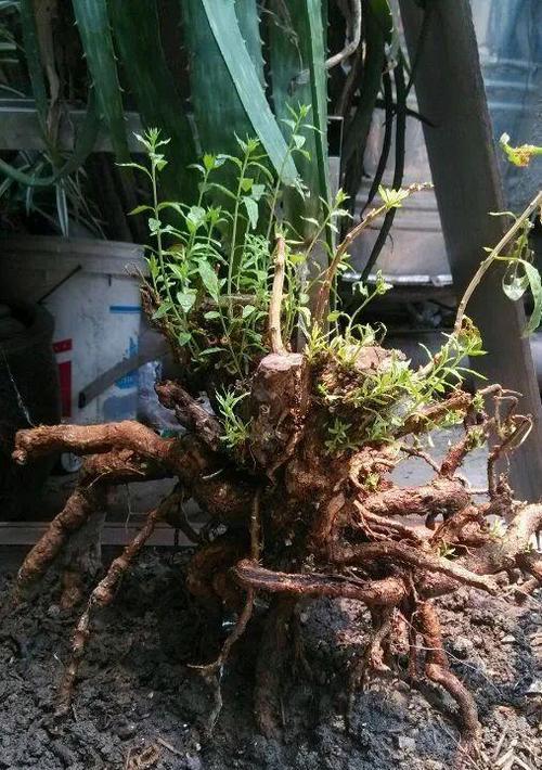 盆栽吧有什么特别之处？