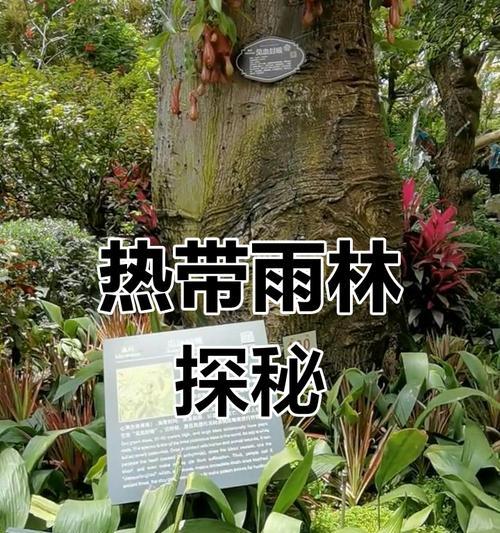 热带雨林植物有哪些奇妙的生存策略？