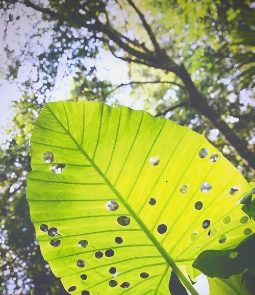 热带雨林植物有哪些奇妙的生存策略？