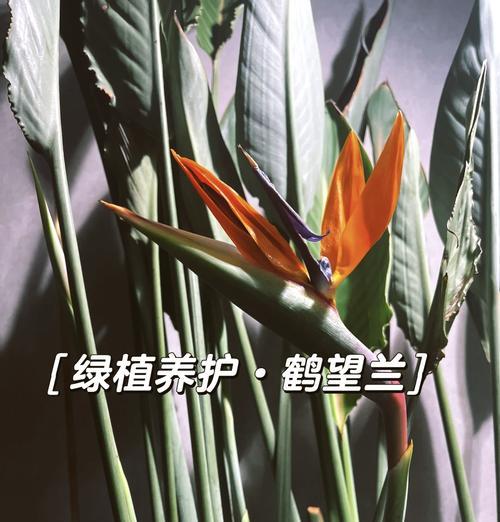 鹤望兰作为观叶植物有何特点？