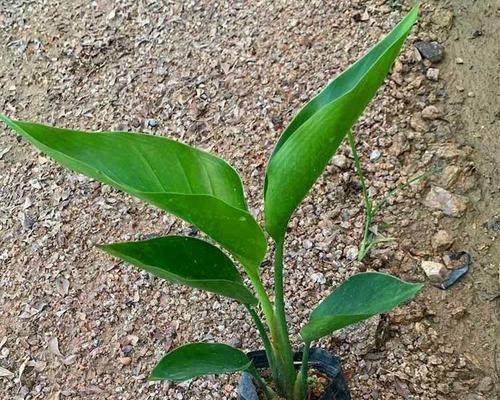 鹤望兰作为观叶植物有何特点？