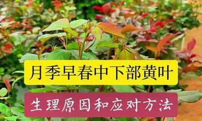 月季黄叶是什么原因？如何解决？
