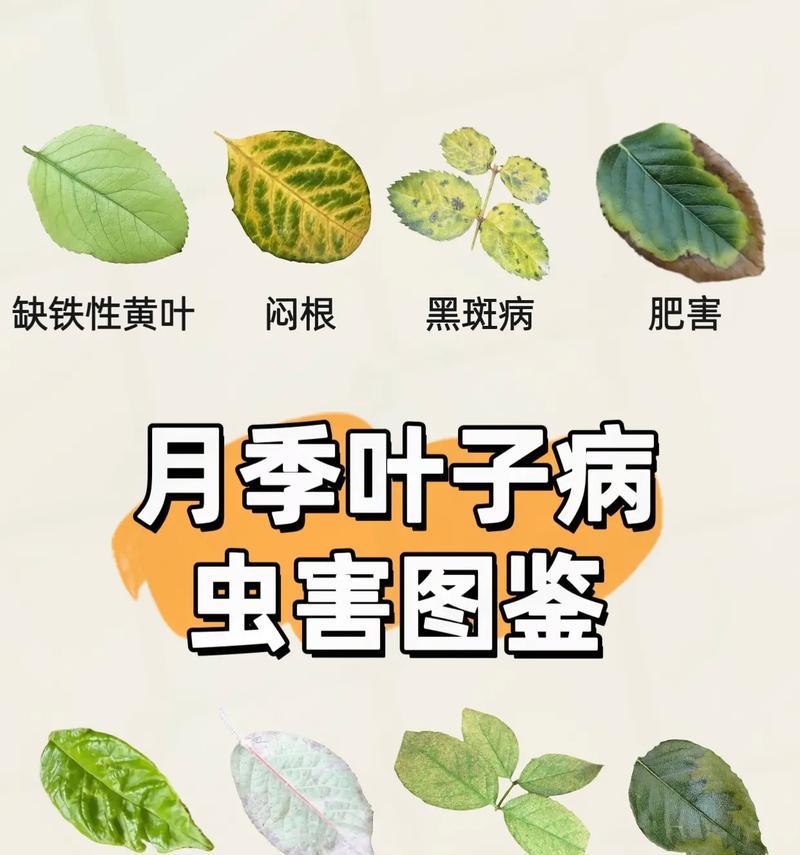 月季黄叶是什么原因？如何解决？