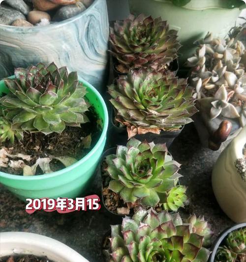 观音莲繁殖有哪些秘籍？