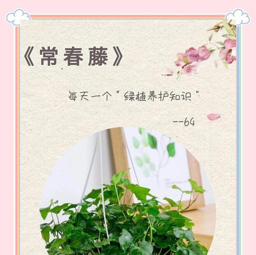 常春藤养护需要注意哪些方面？