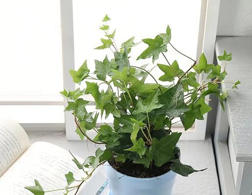 常春藤养护需要注意哪些方面？