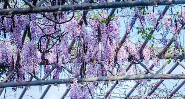 如何轻松打造紫藤花繁花似锦的花架？