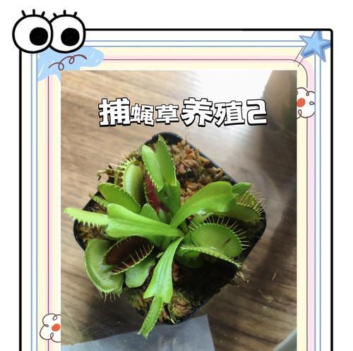 捕蝇草等五种植物的惊人驱虫能力是什么？