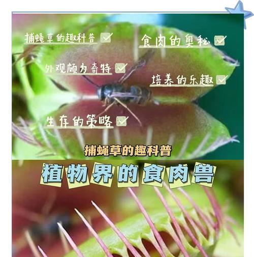 捕蝇草等五种植物的惊人驱虫能力是什么？