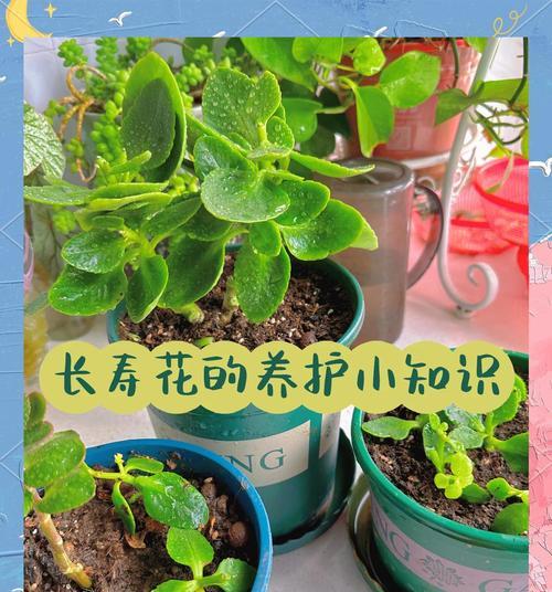 长寿花种子如何种植？