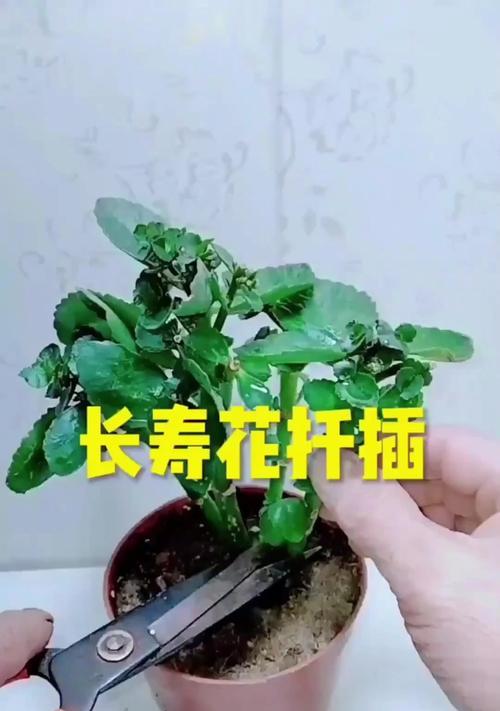 长寿花种子如何种植？