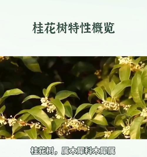 在北京种植桂花树可行吗？