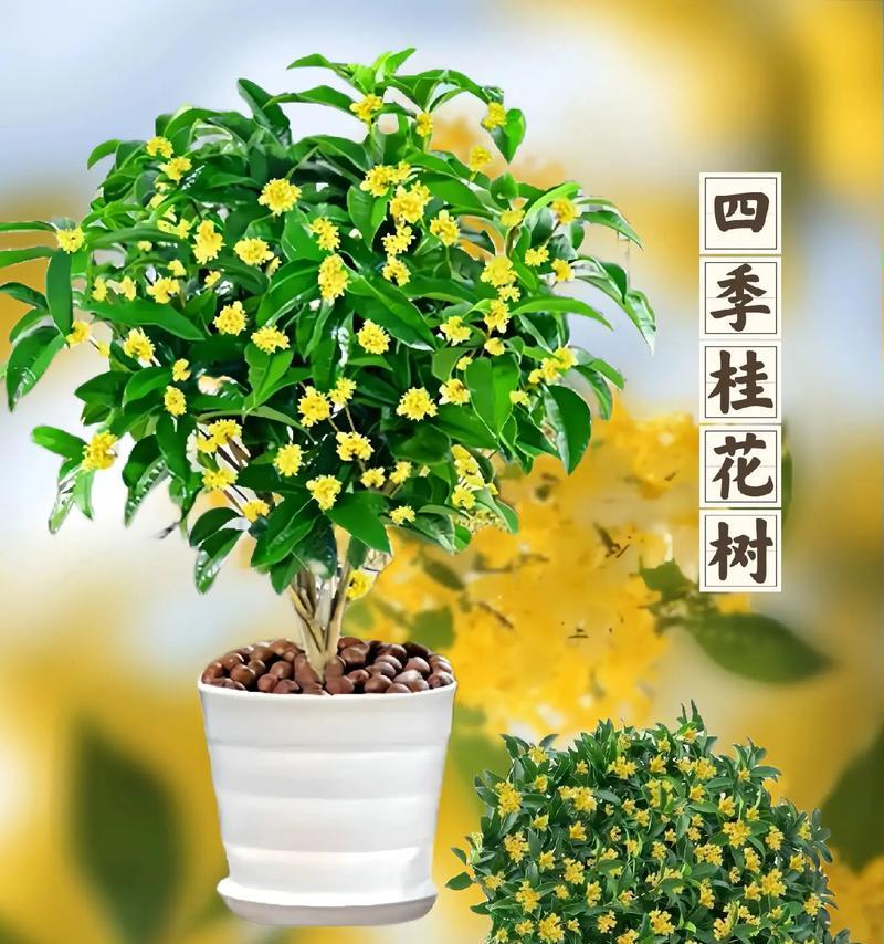 在北京种植桂花树可行吗？