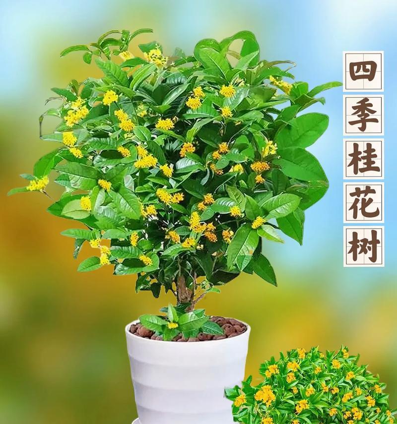 在北京种植桂花树可行吗？