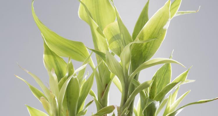 家居必备的12种吉祥植物有哪些？