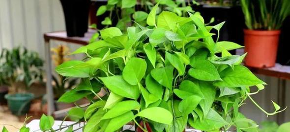 家居必备的12种吉祥植物有哪些？