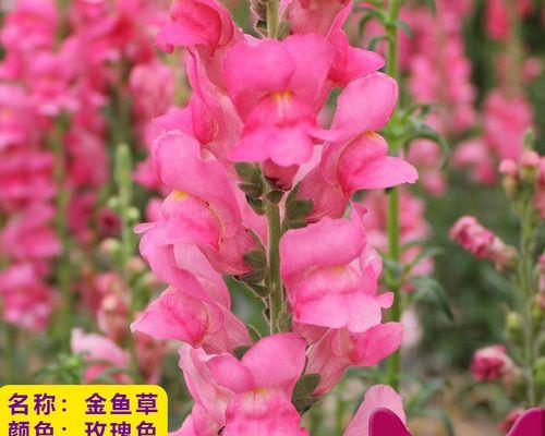 金鱼草种子如何四季种植？