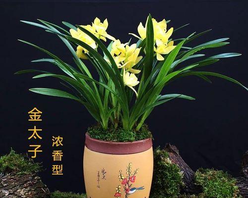 兰花颜色和品种有哪些关联？