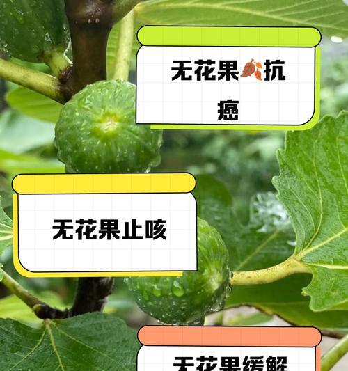 无花果不开花的真相是什么？