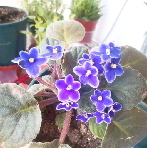 哪些开花植物能耐高温暴晒？