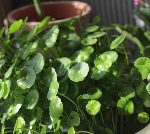 哪些开花植物能耐高温暴晒？