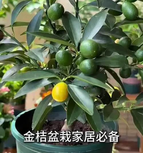 小金桔盆栽如何养护才能开花繁茂？