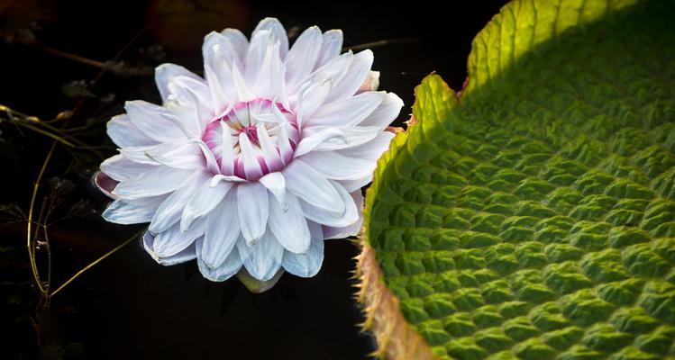 哪些花卉是夏日的“扛晒王”？
