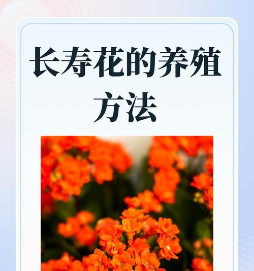 长寿花的学名是什么？如何养护？