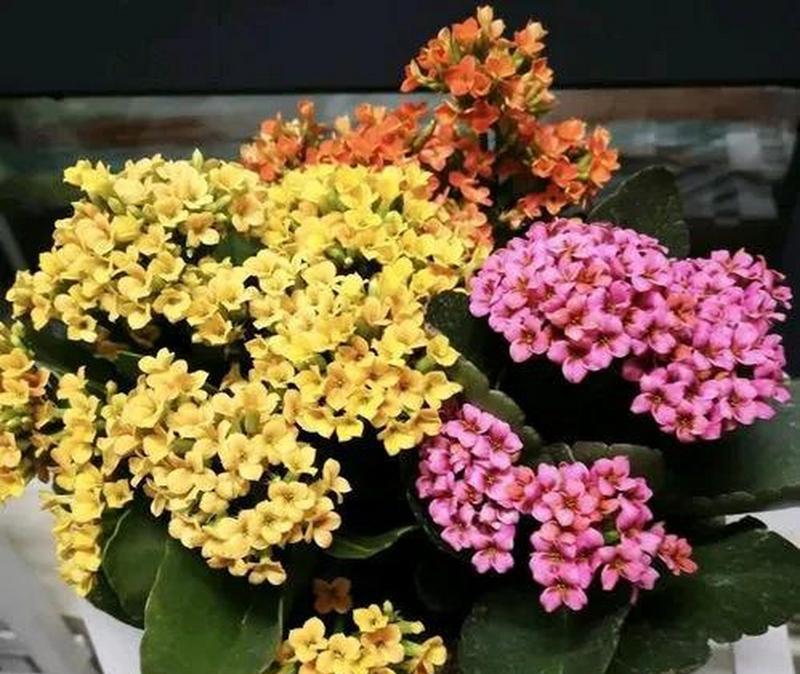 长寿花的学名是什么？如何养护？