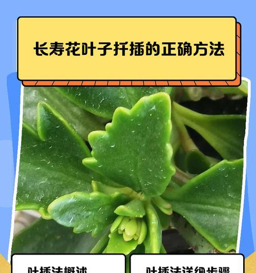 扦插方法有哪些？