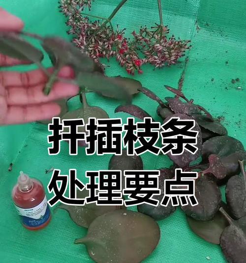 扦插方法有哪些？