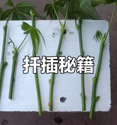 扦插方法有哪些？