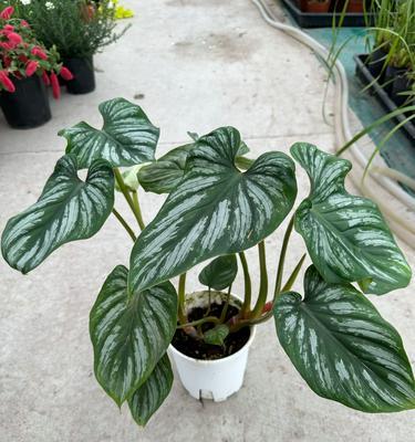 哪些植物适合做观叶盆栽？