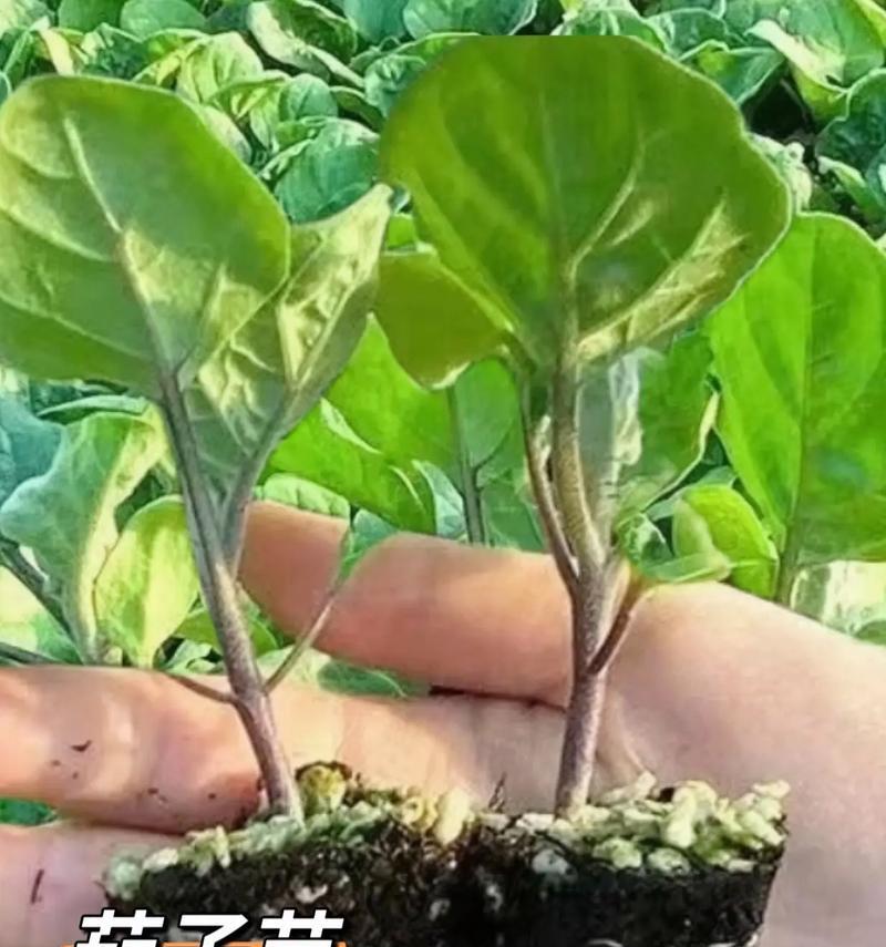 茄子种植的最佳时间和步骤是什么？