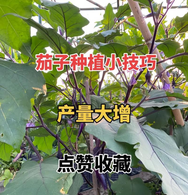 茄子种植的最佳时间和步骤是什么？