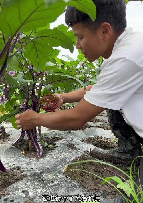茄子种植的最佳时间和步骤是什么？