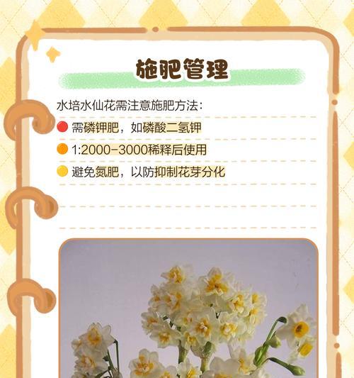 水仙花的开花时间及养护方法？
