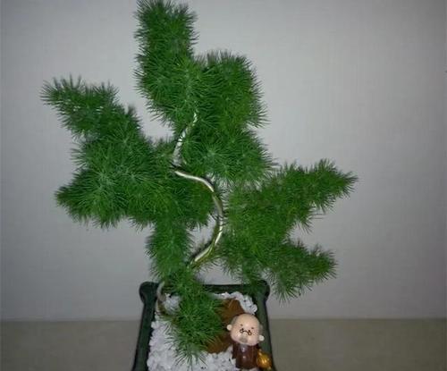 蓬莱松的特征和养殖方法是什么？