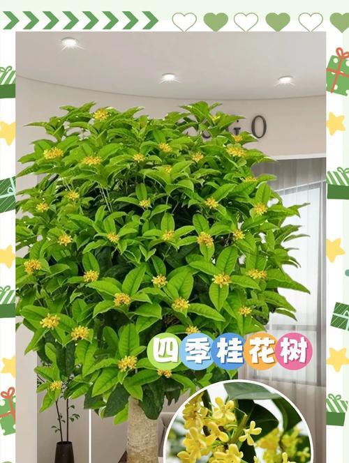 五种迷人香味盆景推荐新手必备，如何选择和养护？