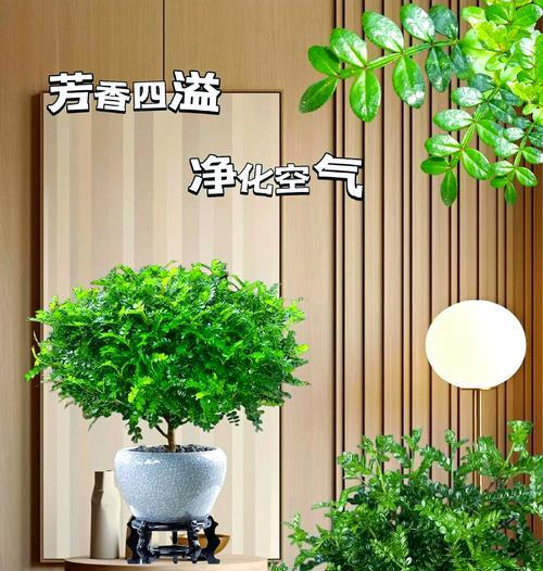 五种迷人香味盆景推荐新手必备，如何选择和养护？