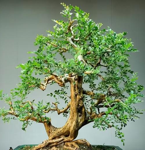 五种迷人香味盆景推荐新手必备，如何选择和养护？