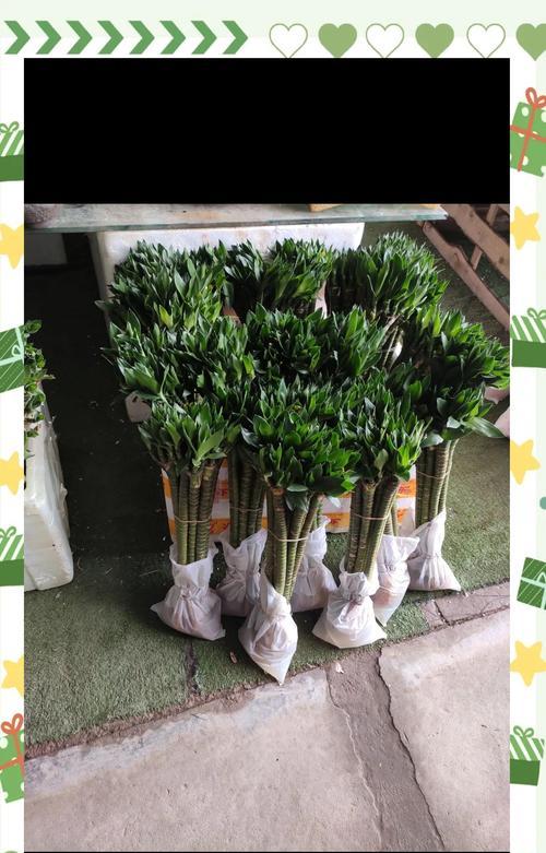 富贵竹怎么养？新手养护技巧有哪些？