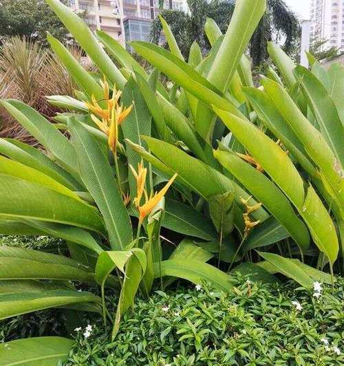 非洲茉莉的妙用与养护，有什么特别之处？