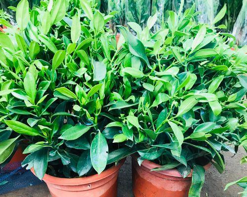 非洲茉莉的妙用与养护，有什么特别之处？