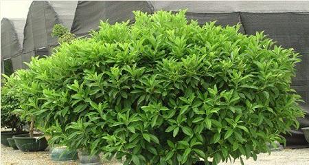 非洲茉莉的妙用与养护，有什么特别之处？