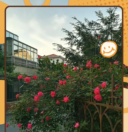 蔷薇花养护指南，如何让花开得更美？
