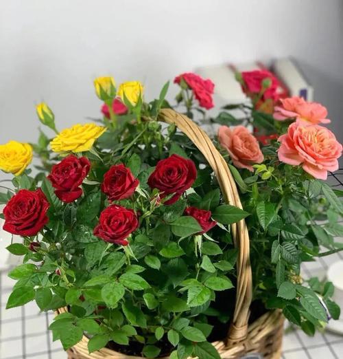 蔷薇花养护指南，如何让花开得更美？