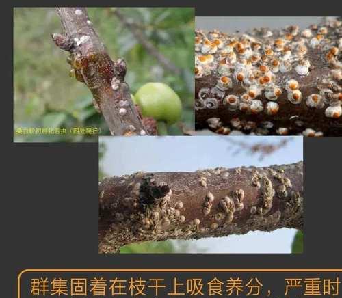 鸭掌木叶子背面长了介壳虫怎么办呢？如何处理？