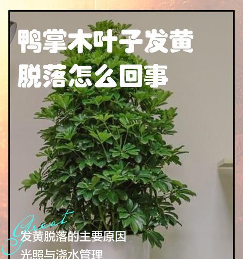 鸭掌木叶子背面长了介壳虫怎么办呢？如何处理？