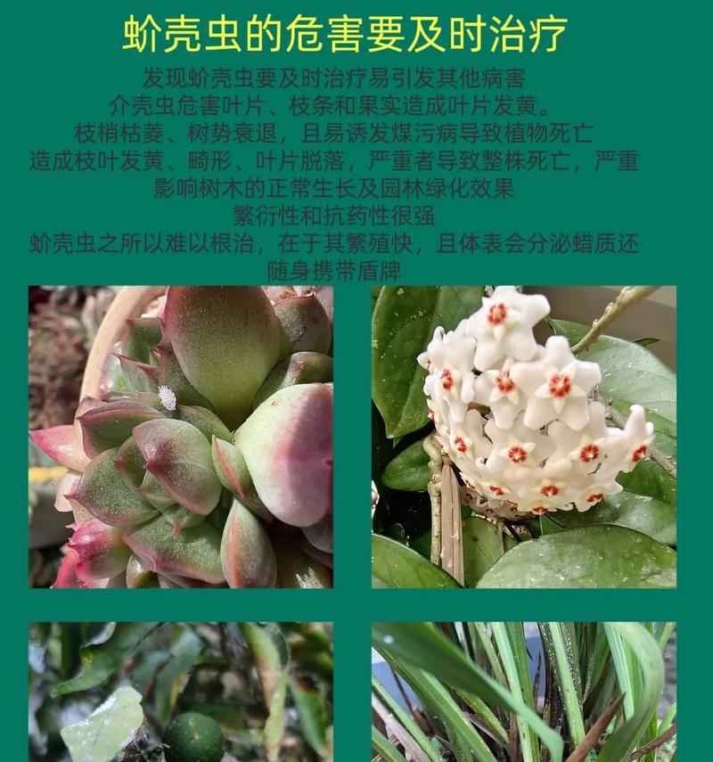 鸭掌木叶子背面长了介壳虫怎么办呢？如何处理？